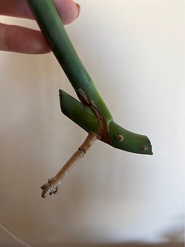 Çiçek Monstera albo variegated beyaz devetabanı çelik