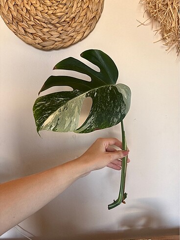 Monstera albo variegated beyaz devetabanı çelik