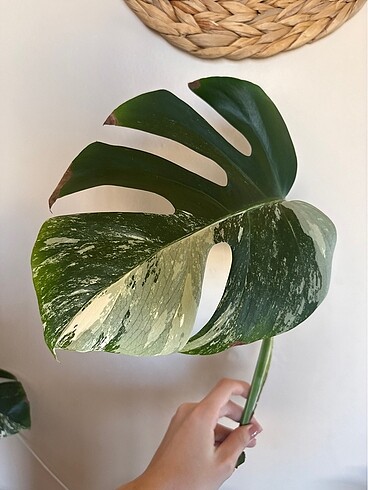  Beden beyaz Renk Monstera albo variegated beyaz devetabanı çelik