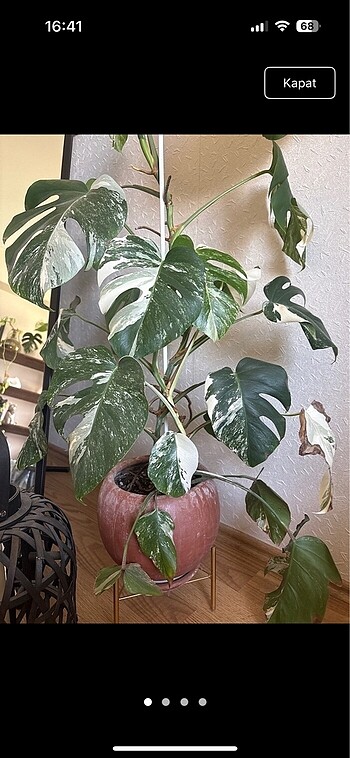 Monstera albo variegated beyaz devetabanı çelik