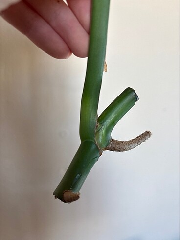 Beden Monstera albo variegated beyaz devetabanı çelik