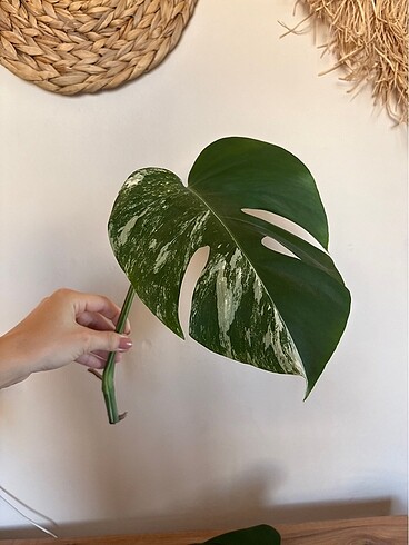 Monstera albo variegated beyaz devetabanı çelik