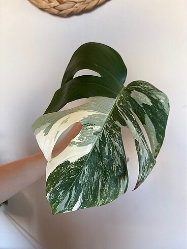 Monstera albo variegated beyaz devetabanı çelik