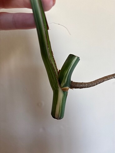 Beden Monstera albo variegated beyaz devetabanı çelik