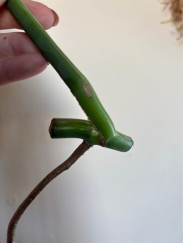 Beden Renk Monstera albo variegated beyaz devetabanı çelik