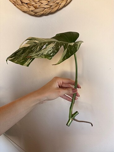 Monstera albo variegated beyaz devetabanı çelik