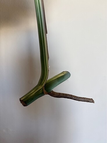  Monstera albo variegated beyaz devetabanı çelik