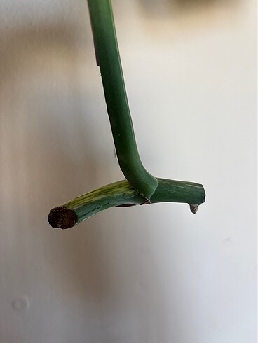  Beden Renk Monstera albo variegated beyaz devetabanı çelik