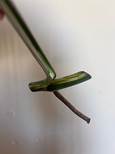 Beden Monstera albo variegated beyaz devetabanı çelik