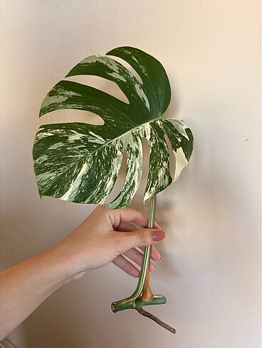Monstera albo variegated beyaz devetabanı çelik