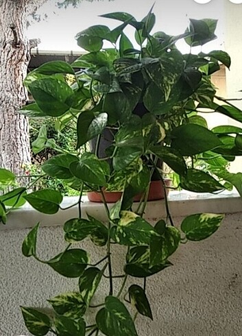 Epipremnum Patos sarmaşık çiçeği 