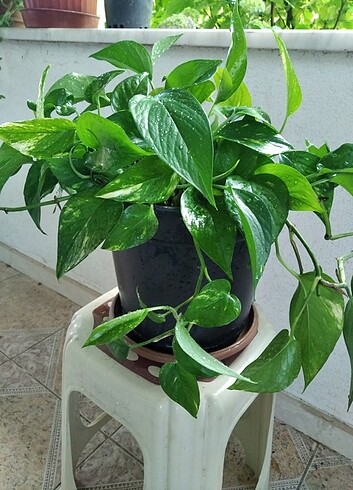  Salon sarmaşık pothos saksı