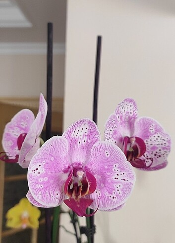 Canlı ithal orkide
