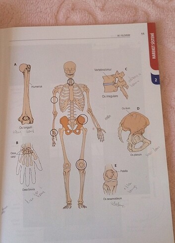  Beden Anatomi kitabı 