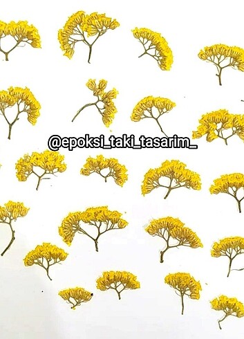 Kurutulmuş Çiçek / Cıvan Perçemi 