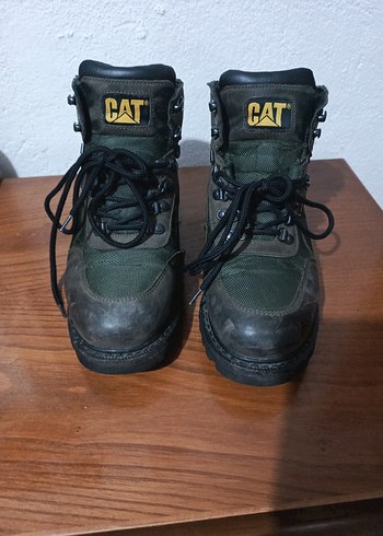 Cat 42