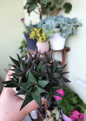 Haworthia Limifolia yeşil zebra sukulent