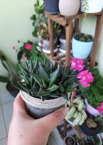 Diğer Haworthia Limifolia yeşil zebra sukulent