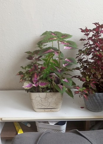 Pembe Tonlarında köklü yada çelik halinde yaprak güzeli dalı