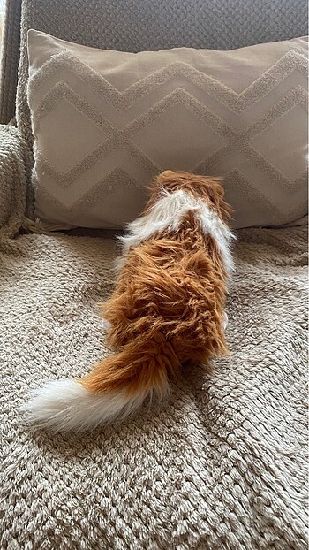 Beden Renk Peluş köpek oyuncak