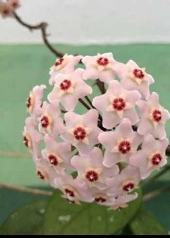 mum çiçeği - Görsel 2