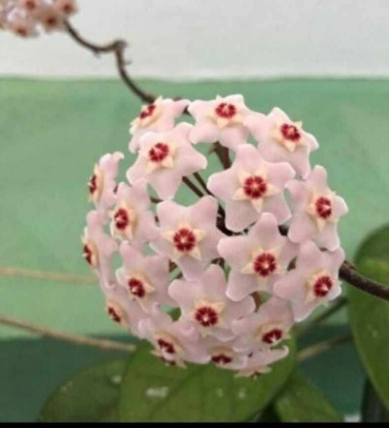 mum çiçeği - Görsel 2