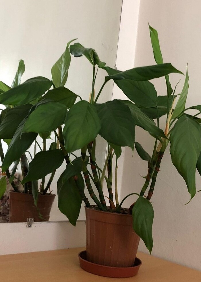 Yelken çiçeği - Görsel 2