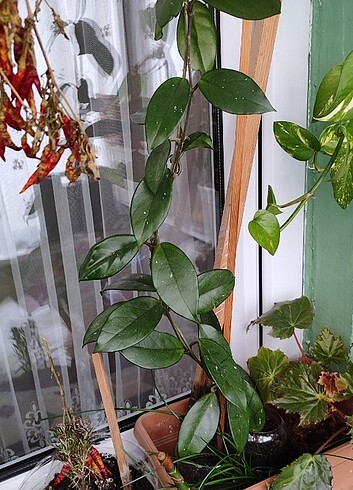 Mum çiçeği - Görsel 2