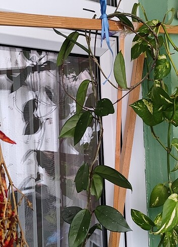 Mum çiçeği - Görsel 3