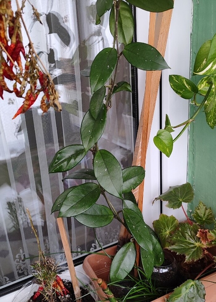 Mum çiçeği - Görsel 2