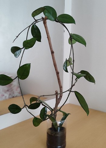 Mum ve yelken çiçeği - Görsel 2