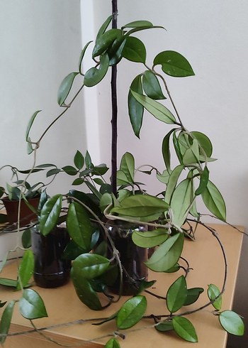 Mum ve yelken çiçeği - Görsel 3