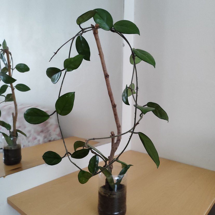 Mum ve yelken çiçeği - Görsel 2