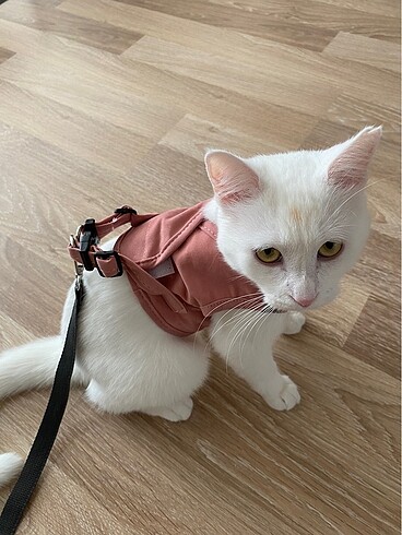 Kedi tasması - Görsel 2