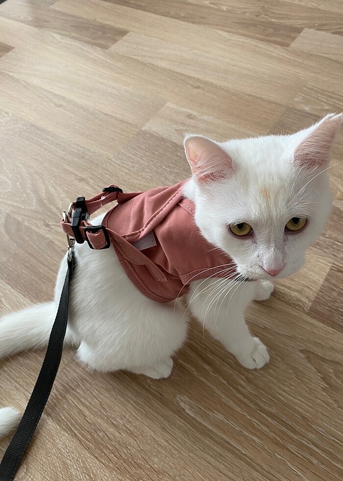 Kedi tasması - Görsel 2