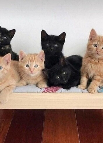 ahşap kedi yatagi