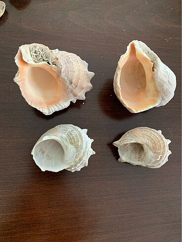Diğer 4 adet doğal deniz kabuğu