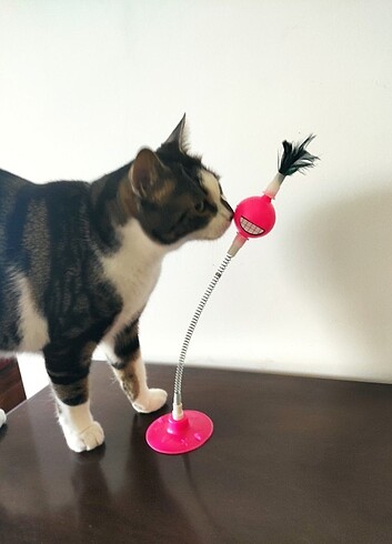 Vantuzlu, yaylı kedi oyuncağı.