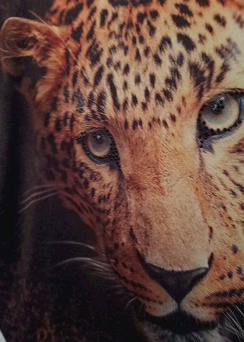 Kahverengi Leopar Desenli Kedi Kıyafeti - Görsel 2