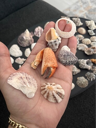 Beden çeşitli Renk Deniz kabukları karışık