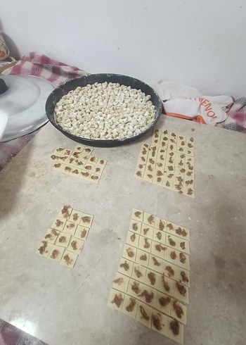 el mantisi Ankara - Görsel 4