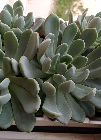 Pachyphytum 