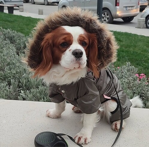 Pawstar köpek montu