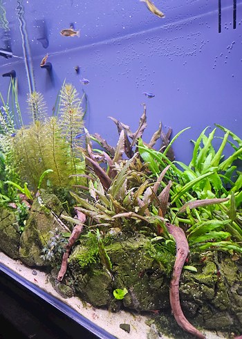 Akvaryum bitkileri crypto Cryptocoryne