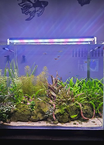 Beden Akvaryum bitkileri crypto Cryptocoryne
