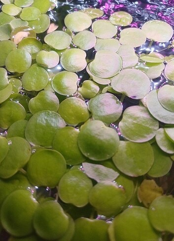 Amazon frogbit akvaryum su üstü bitkisi 30x30 cm alan