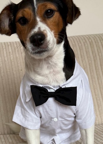 Köpek Beyaz Papyonlu Gömlek smokin - Görsel 3