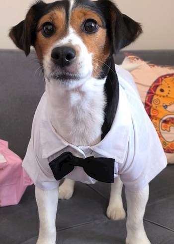 Köpek Beyaz Papyonlu Gömlek smokin