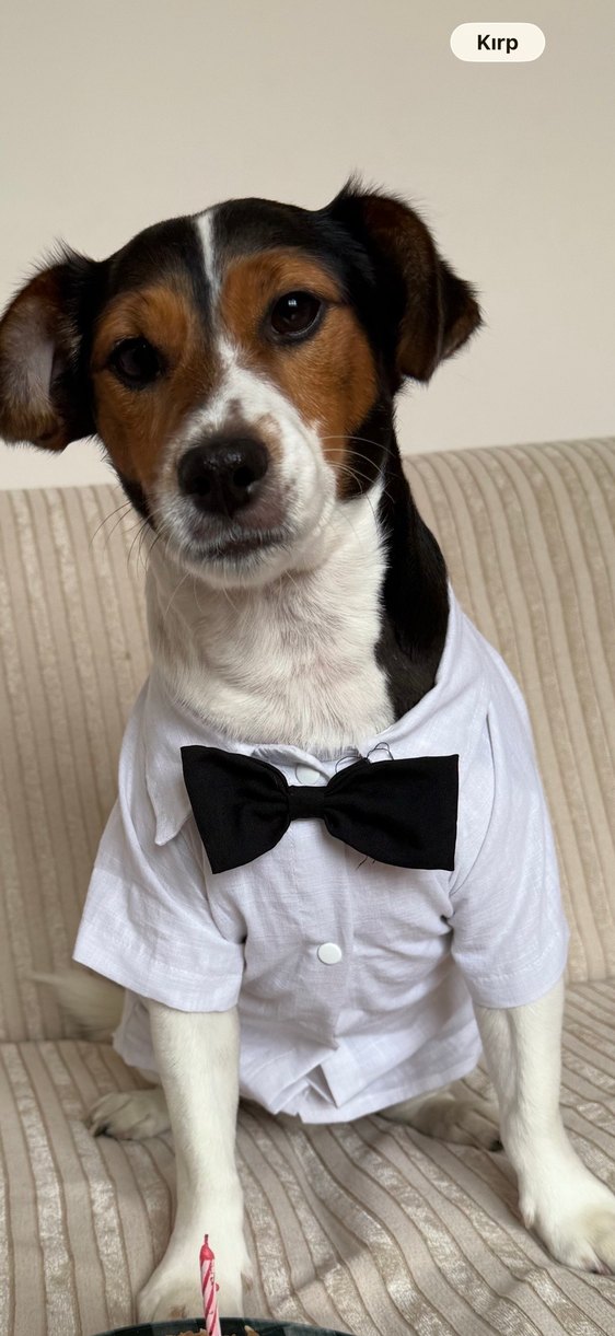 Köpek Beyaz Papyonlu Gömlek smokin - Görsel 3