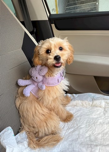 Peluş Tavşanlı Tasma - Görsel 2